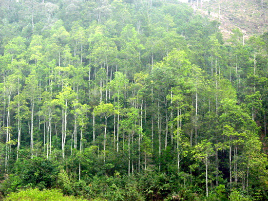 Le Vietnam vise 225 000 ha de forêts de production plantées en 2021